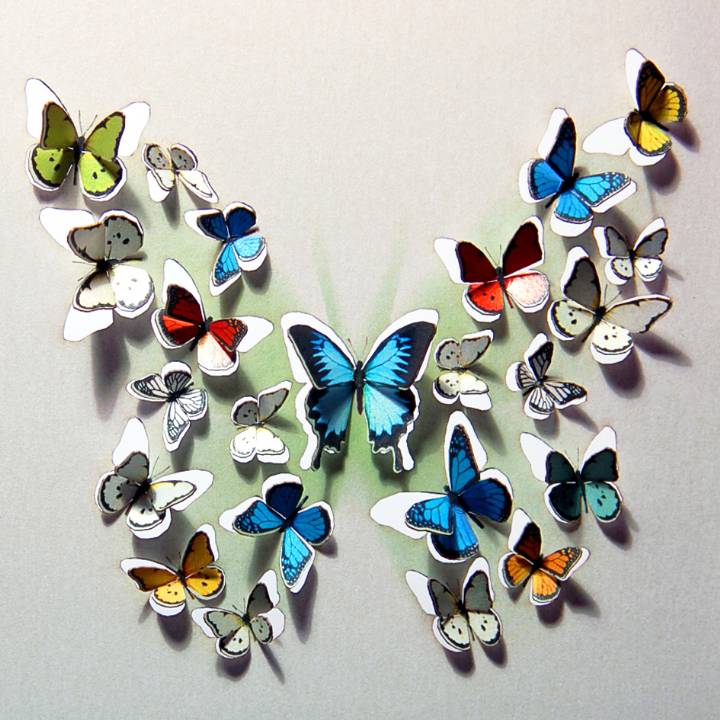 Butterfly of butterflies (pack of 6)